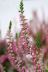 Calluna vulgaris Jette 