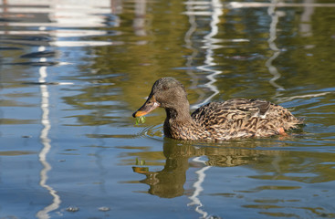 anatra papera volatile lago stagno papere anatre