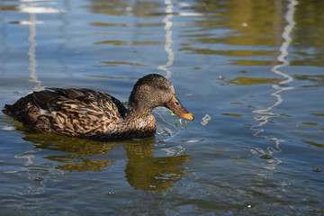 anatra papera volatile lago stagno papere anatre