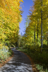 Waldweg im Herbst