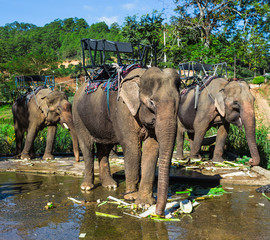 Fototapeta na wymiar the farm of elephants not far from Dalat