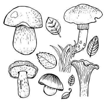 Set of different mushrooms.