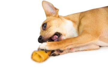 Cute dog chewing bone toy