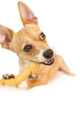Cute dog chewing bone toy