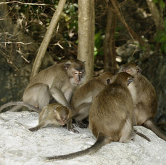 Crab-eating Macaque (Macaca fascicularis)