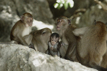 Naklejka premium Crab-eating Macaque (Macaca fascicularis)
