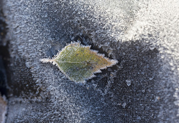 A frozen leaf trying to survive the incoming winter. In this image there is a bit frost on the side of the leaf already. 