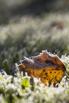 A frozen leaf trying to survive the incoming winter. In this image there is a bit frost on the side of the leaf already. 