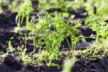carrot leaves  close-up