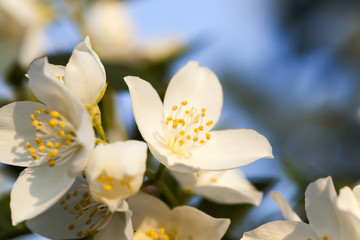 blooming jasmine  flowers