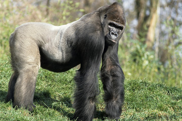 Gorilla, western lowland,gorilla,(gorilla gorilla)