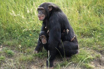Chimpanzee (Pan troglodytes)