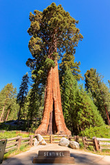 Giant sequoia tree Sentinel in Sequoia National Park