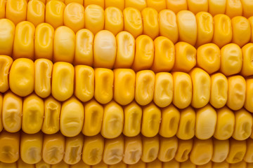 Yellow Corn grains close-up shot