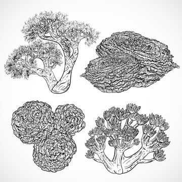 Collection of marine plants and corals. Vintage set of black and white hand drawn marine flora. Isolated vector illustration in line art style.Design for summer beach, decorations.