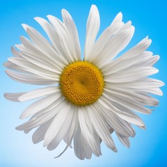Closeup of white daisy on the blue