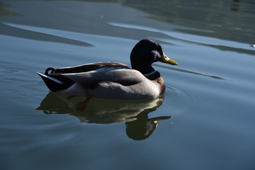 anatra papera volatile lago stagno papere anatre