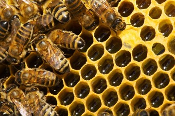 Macro of working bee on honeycells.