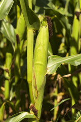 ear of corn  