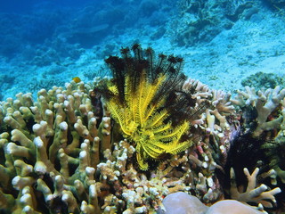 Crinoid, Island Bali