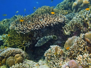 Stone coral, Island Bali