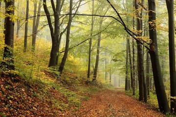 Autumn deciduous forest in misty weather
