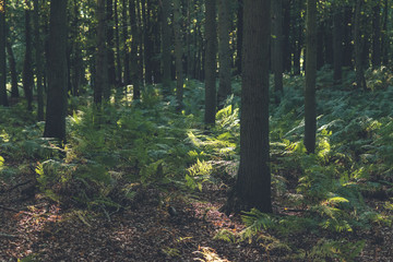 Obraz premium Fern ground cover in deciduous forest.