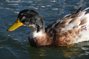 anatra papera volatile lago stagno papere anatre