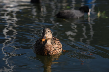 anatra papera volatile lago stagno papere anatre