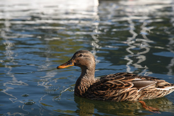 anatra papera volatile lago stagno papere anatre
