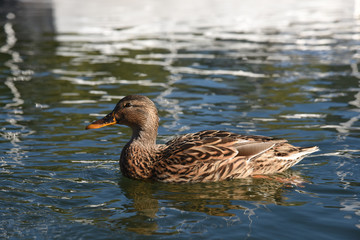 anatra papera volatile lago stagno papere anatre