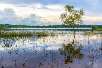 Tree alone on the flooding field in Dong Nai province, Vietnam