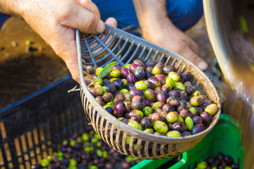 Farmer at work with olive