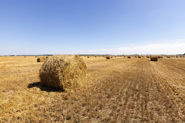 harvesting cereals .  field 