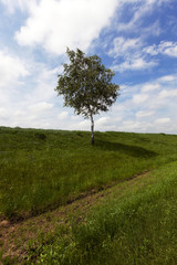 Fototapeta na wymiar tree on a hill 