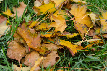 close-up of colorful autumn maple leaves lying in the grass
