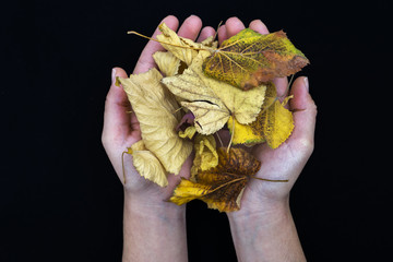 Autumn leaves in girl hands,