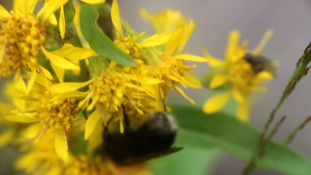 summer Bumble bee insect flower macro
