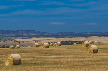 Rolled hay at the field