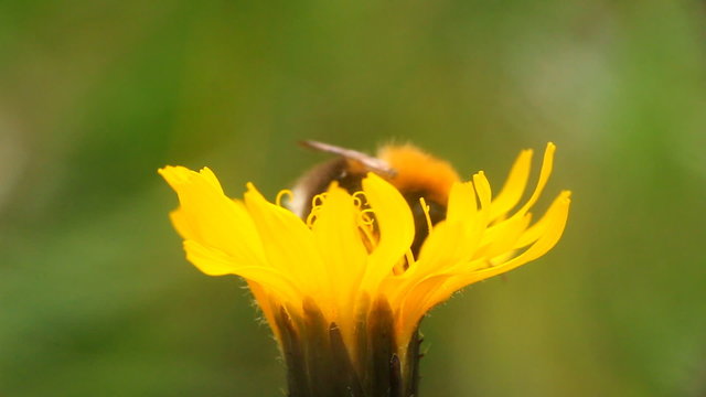 summer Bumble bee insect flower macro
