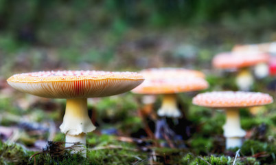 mushroom
