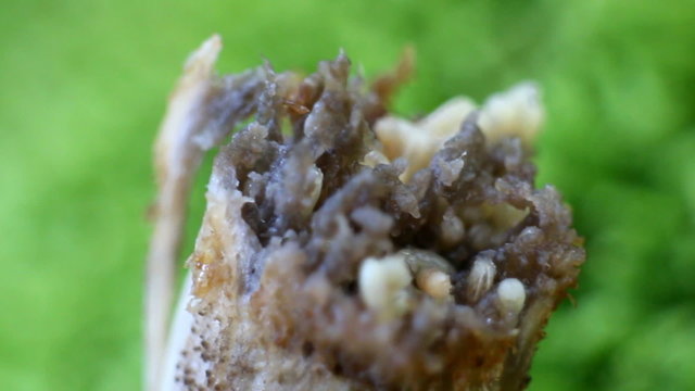 Larvae of mushroom flies eat the fungus boletus
