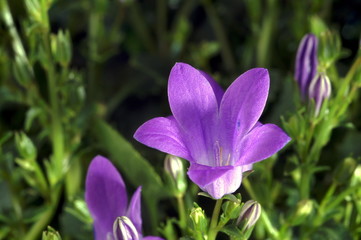 Ringtone or Campanula - purple flowers