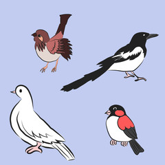 Vector cartoon bird. Sparrow, magpie, dove, bullfinch

