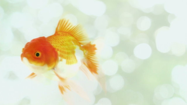 gold fish on blurry  background