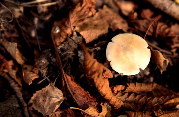 White muscroom in a wood