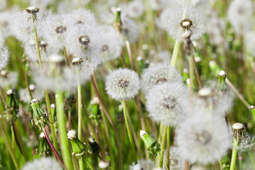 White dandelion .  close-up  