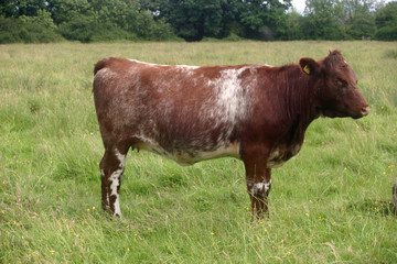 Shorthorn cow