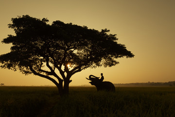 elephant training in thailand during sunset silhouetted