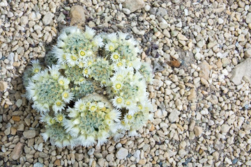 White and yellow cactus flowers closeup with petals and needles on a Cactaceae plant on gravel